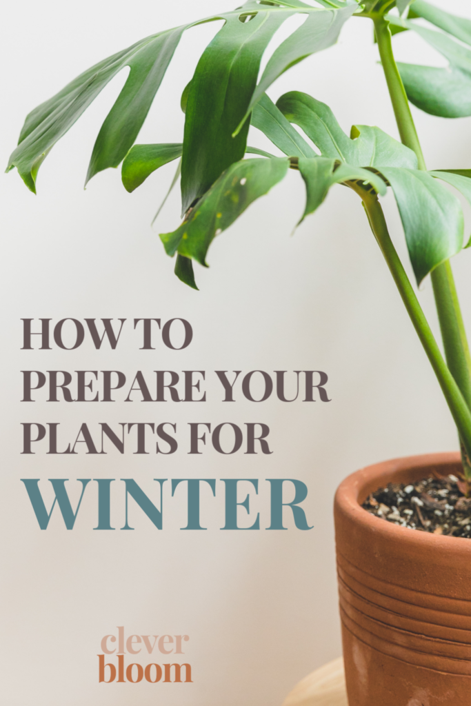 Winter can be hard on house plants. If you're a new plant parent, or just looking for good tips, you've come to the right place. I'm going to share with you my top 5 tips on How To Prepare Your House Plants For Winter! #plantcare #cleverbloom #wintercaretips #plantcare #houseplants #indoorplantcare