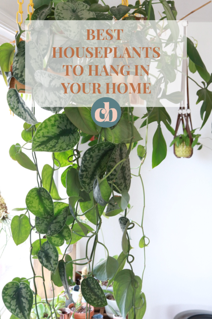 Are you looking to add some life to you home with plants? Look no further! These are the best houseplants to hang in your home! #cleverbloom #houseplants #hangingplants #howtohangplants