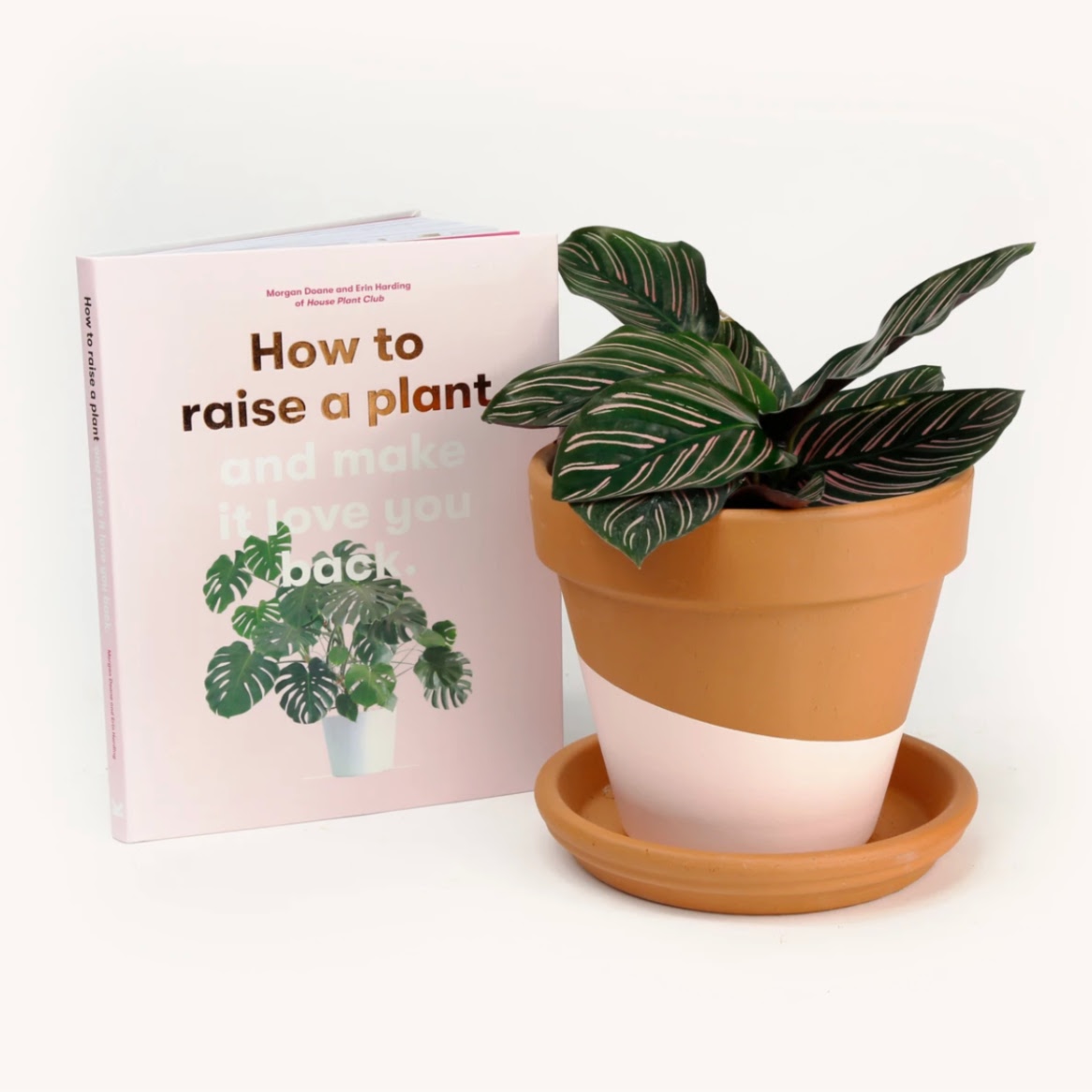 Gift Ideas For People Who Love Plants - Clever Bloom