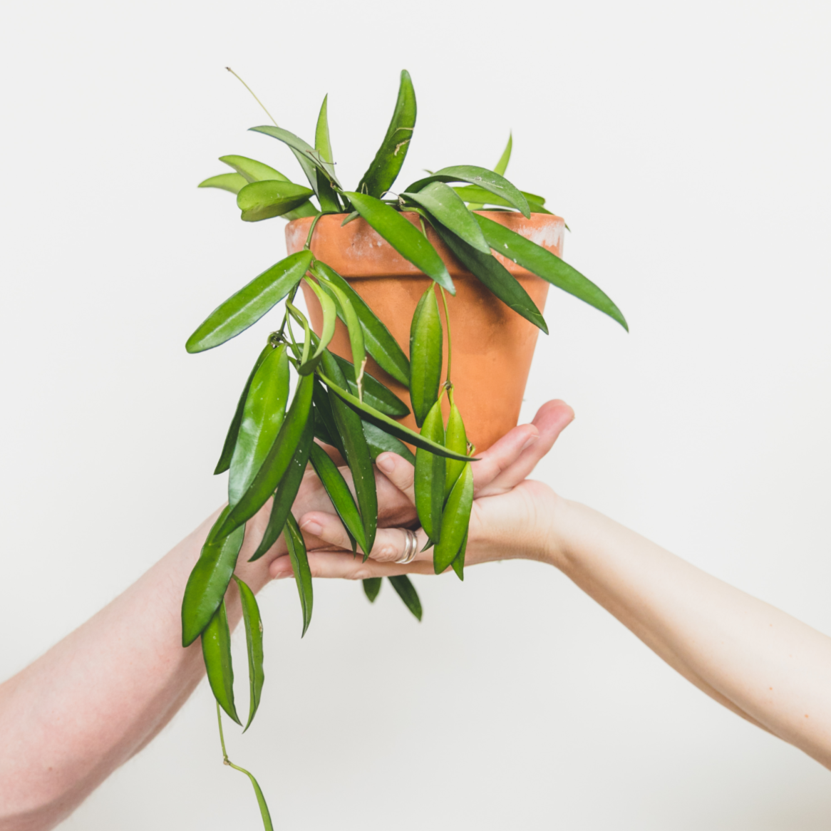 Learn all about terracotta pots including pros/cons and what plants can be housed in them - Clever Bloom #terracotta #plantlady #houseplants #plants