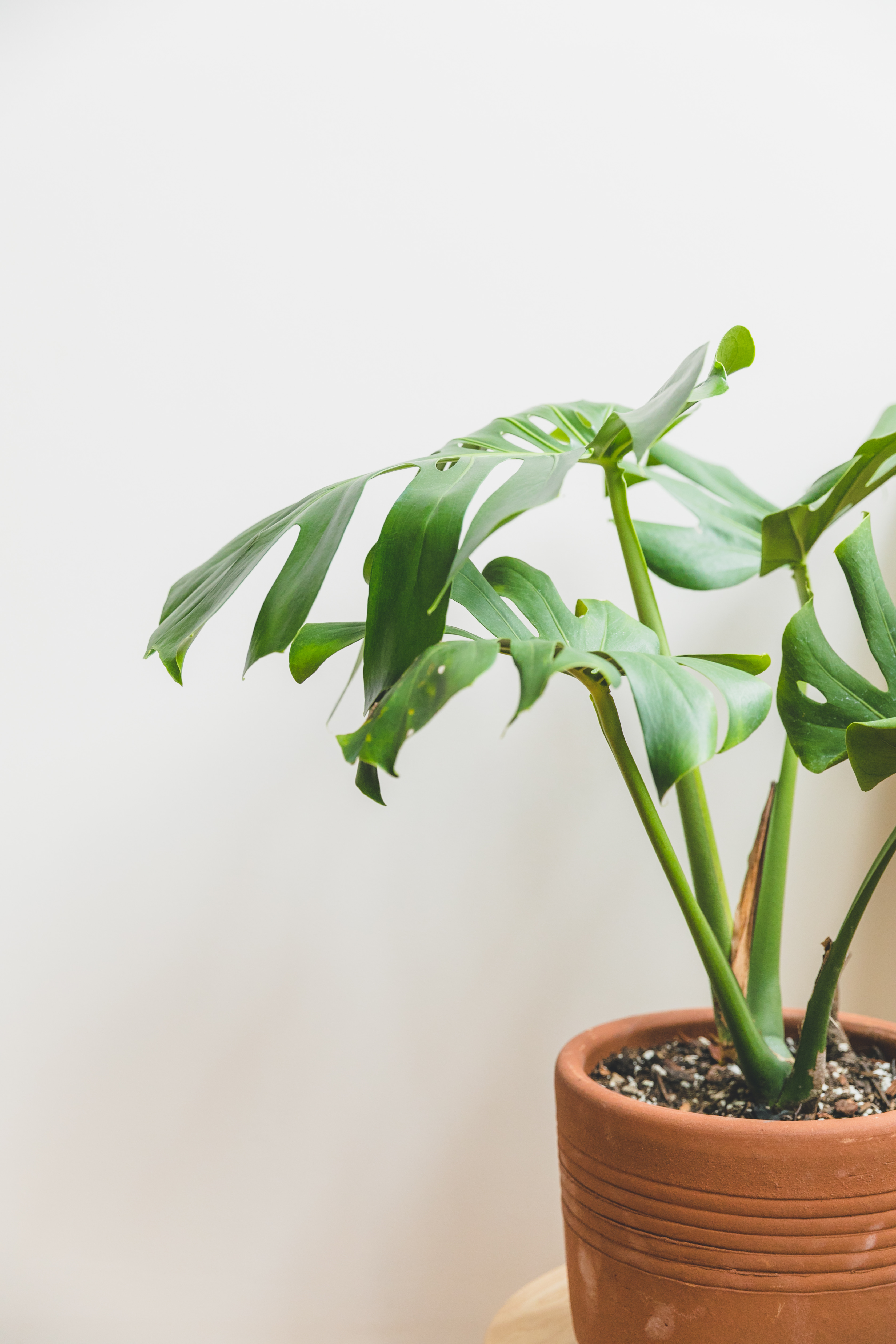 If you're looking for houseplants that are hard to kill, look no further! Check out these 9 must have houseplants by Clever Bloom. #houseplants #hardtokillplants