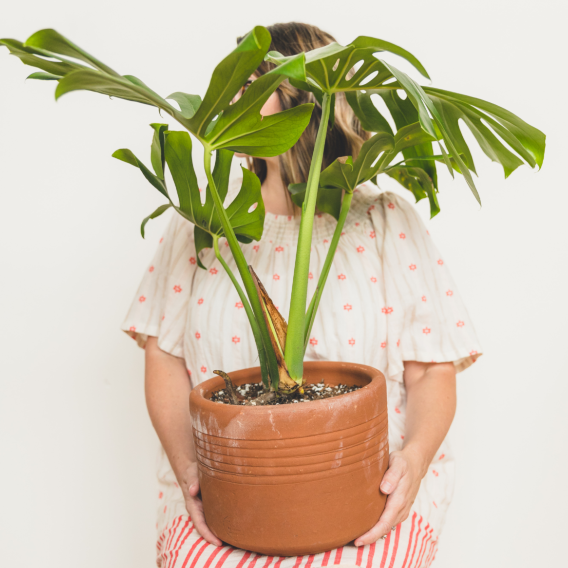 If you're looking for houseplants that are hard to kill, look no further! Check out these 9 must have houseplants by Clever Bloom. #houseplants #hardtokillplants