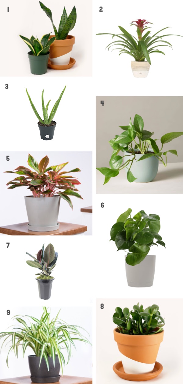 If you're looking for houseplants that are hard to kill, look no further! Check out these 9 must have houseplants by Clever Bloom. #houseplants #hardtokillplants