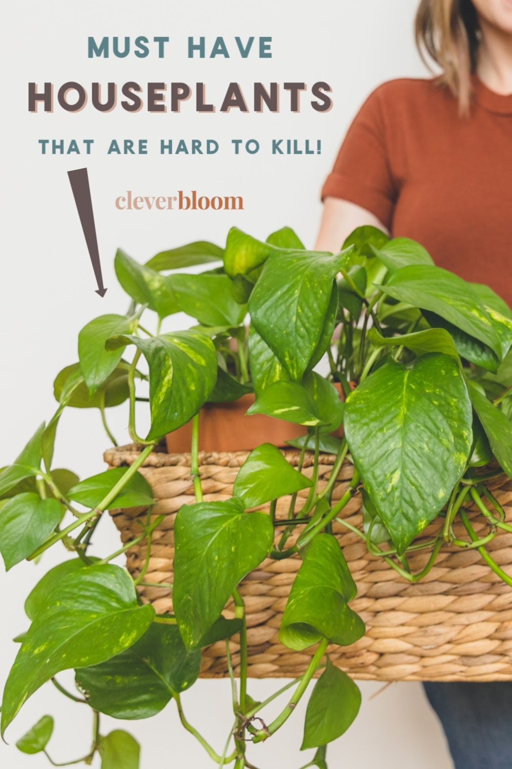 If you're looking for houseplants that are hard to kill, look no further! Check out these 9 must have houseplants by Clever Bloom. #houseplants #hardtokillplants