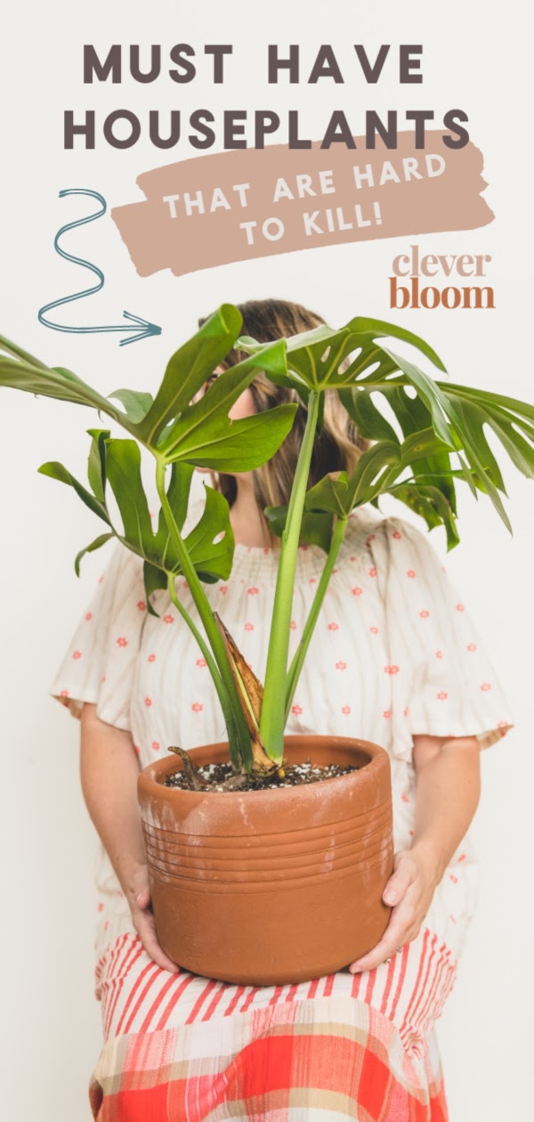 If you're looking for houseplants that are hard to kill, look no further! Check out these 9 must have houseplants by Clever Bloom. #houseplants #hardtokillplants