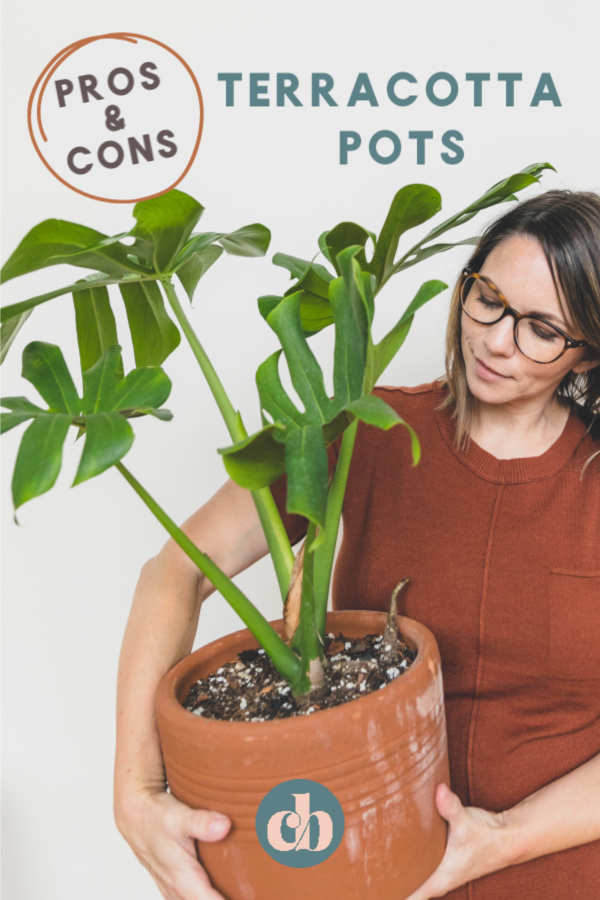 Learn all about terracotta pots including pros/cons and what plants can be housed in them - Clever Bloom #terracotta #plantlady #houseplants #plants
