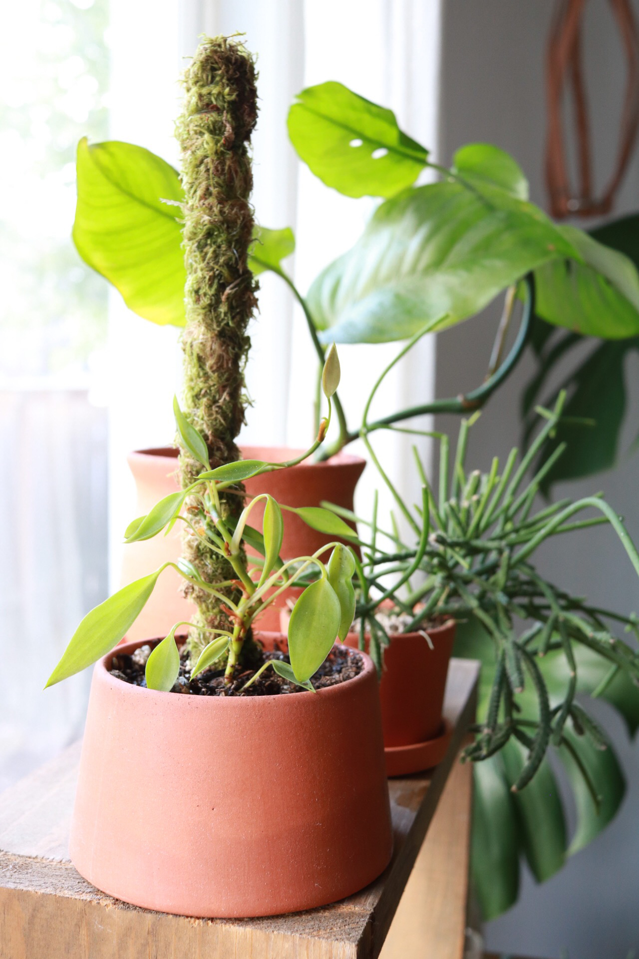 Help your plants to grow big and strong by staking them on a moss pole. With just a few supplies and a couple of bucks, you can learn how to make a mini moss pole! #houseplants #mosspoles