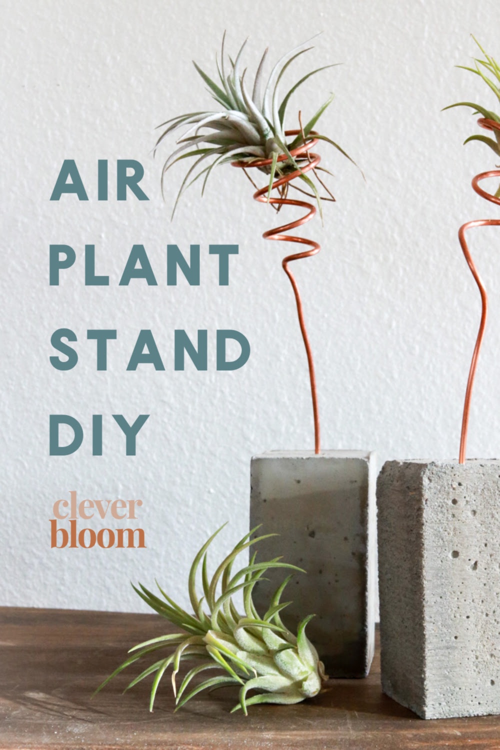 This concrete DIY project is a fun way to combine an industrial look with an organic feel. Make these air plant stands for you home or even as centerpieces for a wedding. Mix and match different heights and shapes to make a beautiful display. Clever Bloom #airplants #houseplants #airplantstand