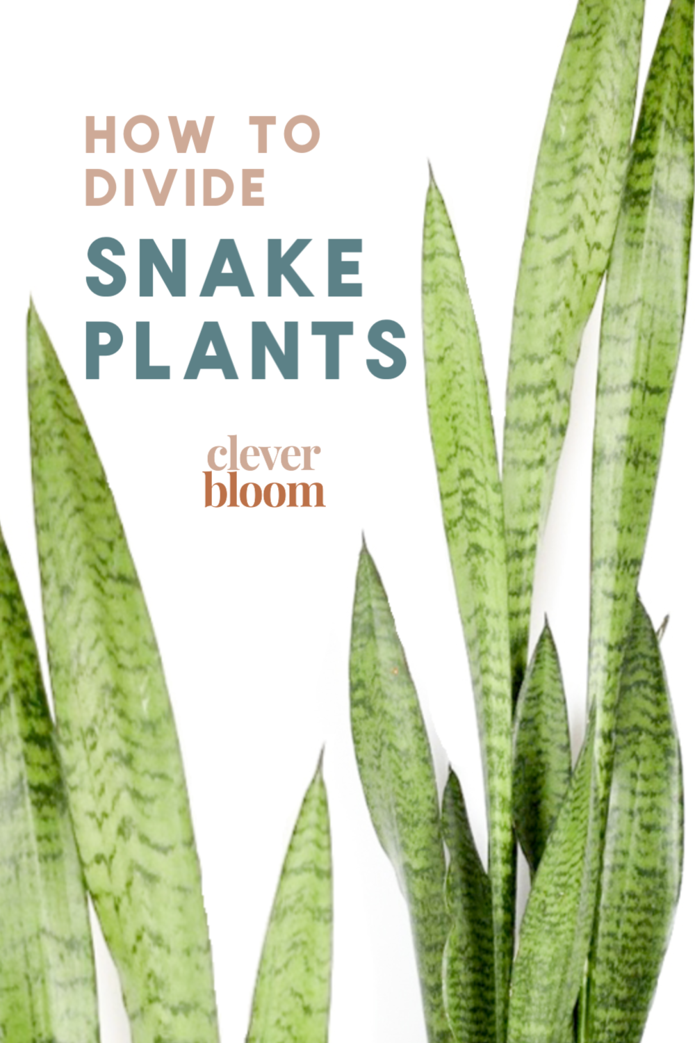 Looking to propagate your snake plant the easy way? We'll show you, step by step, how to divide Sansevieria. With just a few things (you probably have around the house) you'll be on your way to propagating in no time! Clever Bloom #snakeplants