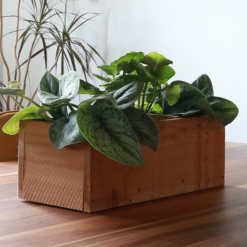This easy weekend DIY can be made with just ONE cedar fence board. Make this Cedar Planter Box for your indoor or outdoor garden. Clever Bloom #houseplants #woodenplanter