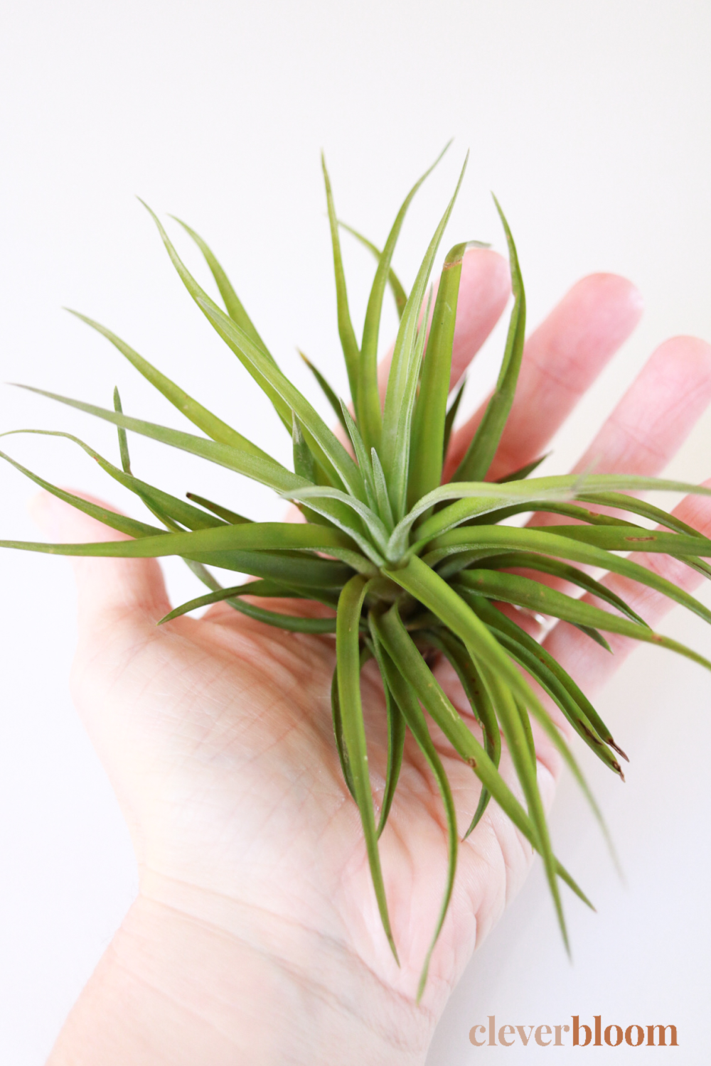 Learn how to care for Air Plants - Clever Bloom #airplants