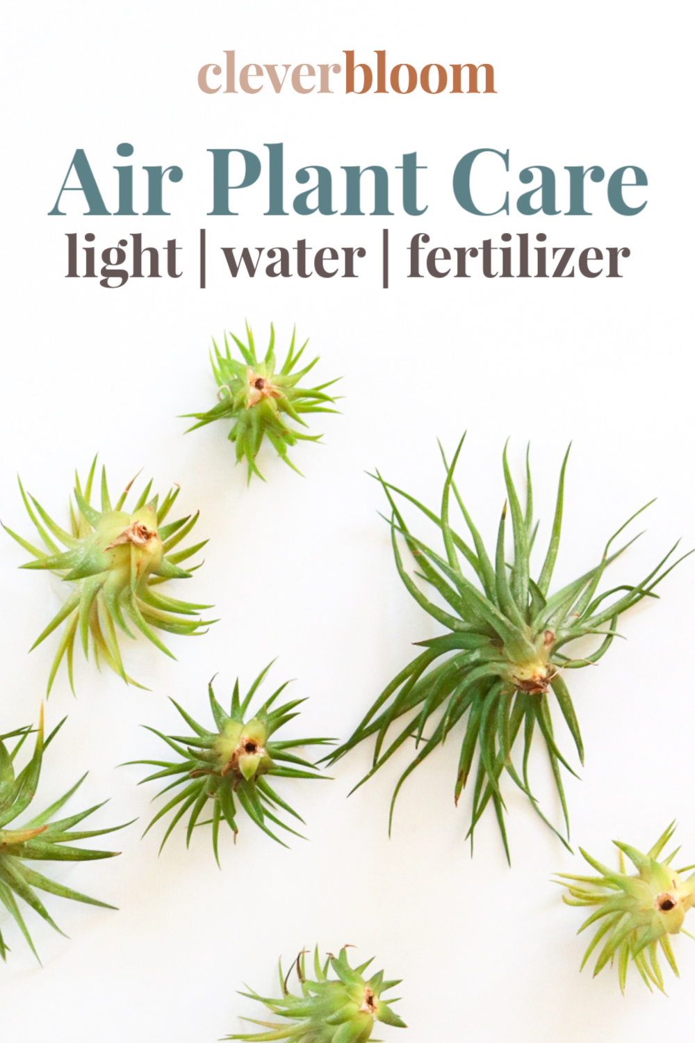 Learn how to care for Air Plants - Clever Bloom #airplants