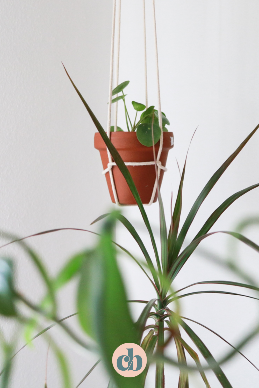Learn how to make this simple, beautiful DIY plant hanger with just one knot! Clever Bloom