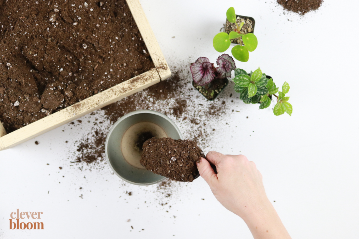 Up your indoor gardening game by DIYing your very own mini indoor garden. Mix different colors, leaf shapes, and textures to create a mini garden that pops in your home! Clever Bloom.