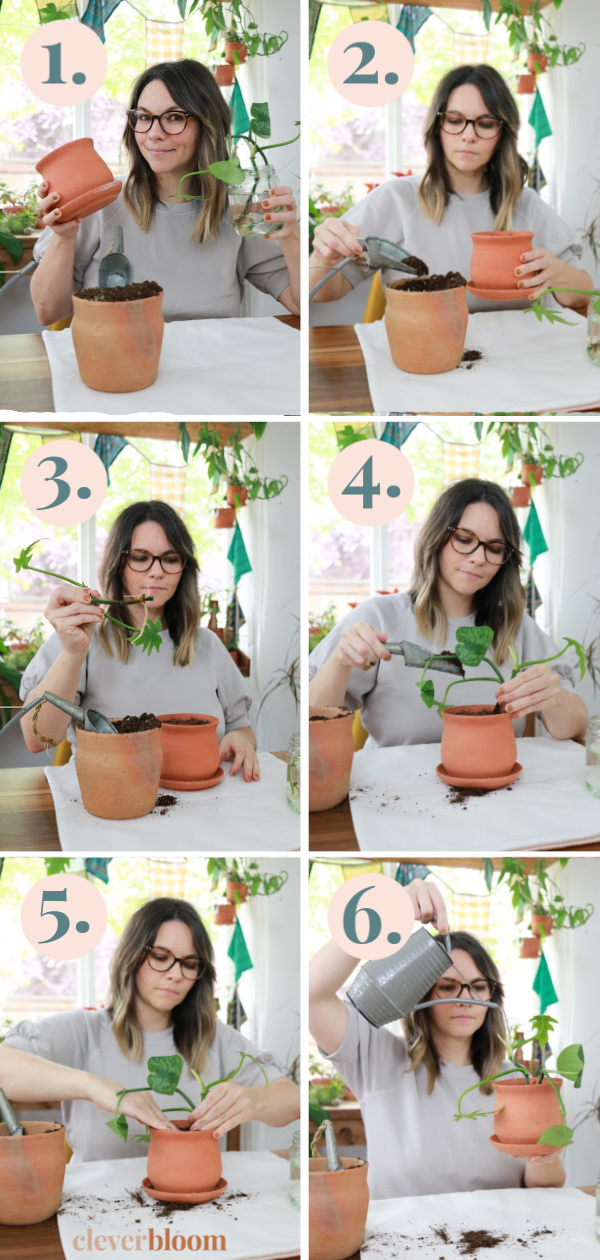 Clever Bloom-Learn how to transfer your cuttings to soil. It's super easy, but I have a few tips and will help with your plants success! 