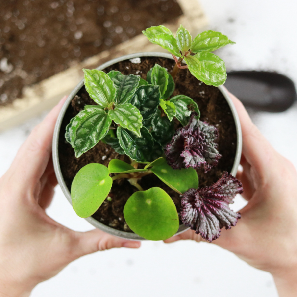 Up your indoor gardening game by DIYing your very own mini indoor garden. Mix different colors, leaf shapes, and textures to create a mini garden that pops in your home! Clever Bloom.