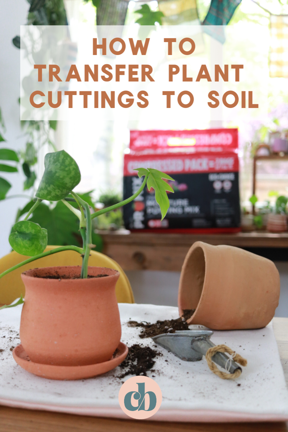 Clever Bloom-Learn how to transfer your cuttings to soil. It's super easy, but I have a few tips and will help with your plants success! 