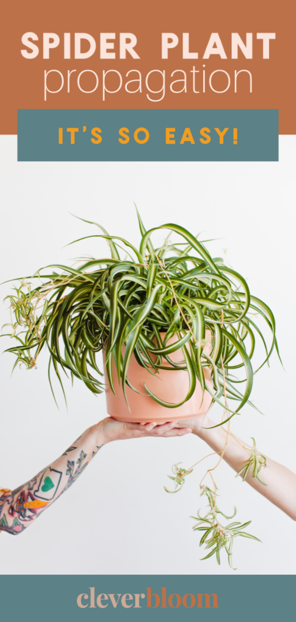Propagating plants is a fun way to make new plants for yourself, or to give away to friends. Propagating Spider Plants is super simple, and requires very few supplies. Clever Bloom