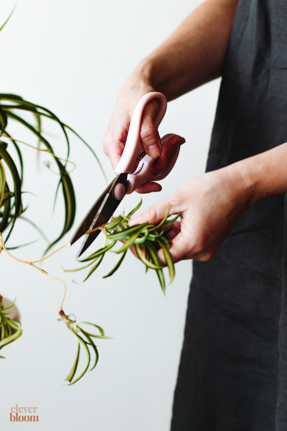 Propagating plants is a fun way to make new plants for yourself, or to give away to friends. Learn how to Propagate Spider Plants is super simple, and requires very few supplies. Clever Bloom 