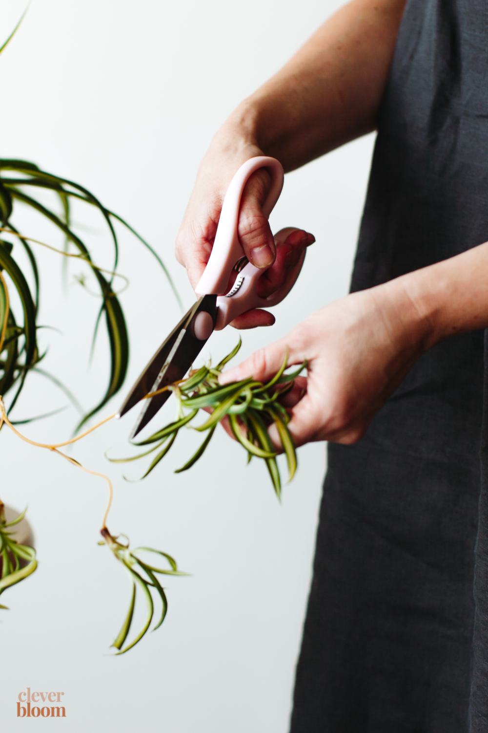 Propagate Spider Plants - Clever Bloom