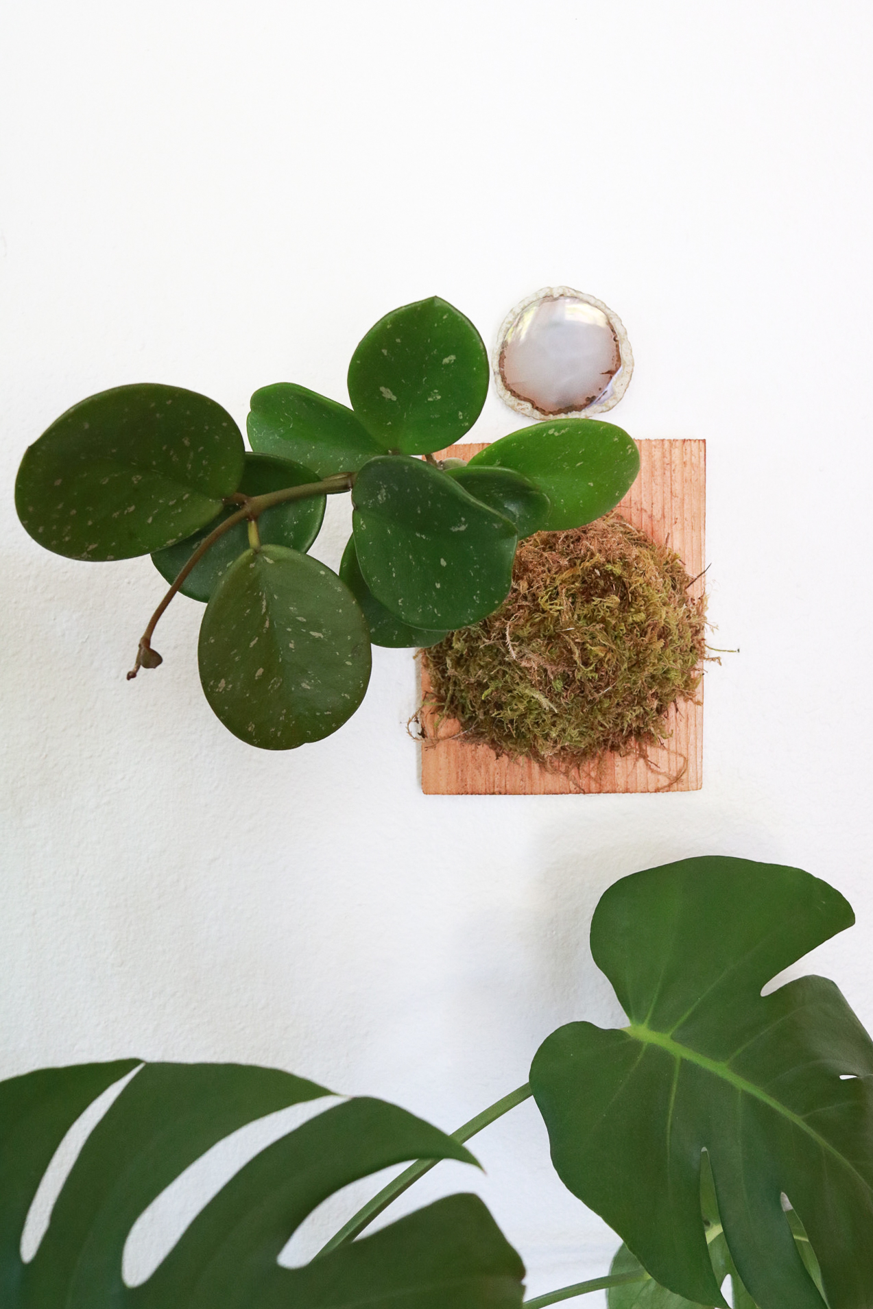 Learn how to care for Hoya plants. Everything you'll need to know from light, to soil, and how to water. Clever Bloom #hoya #houseplants