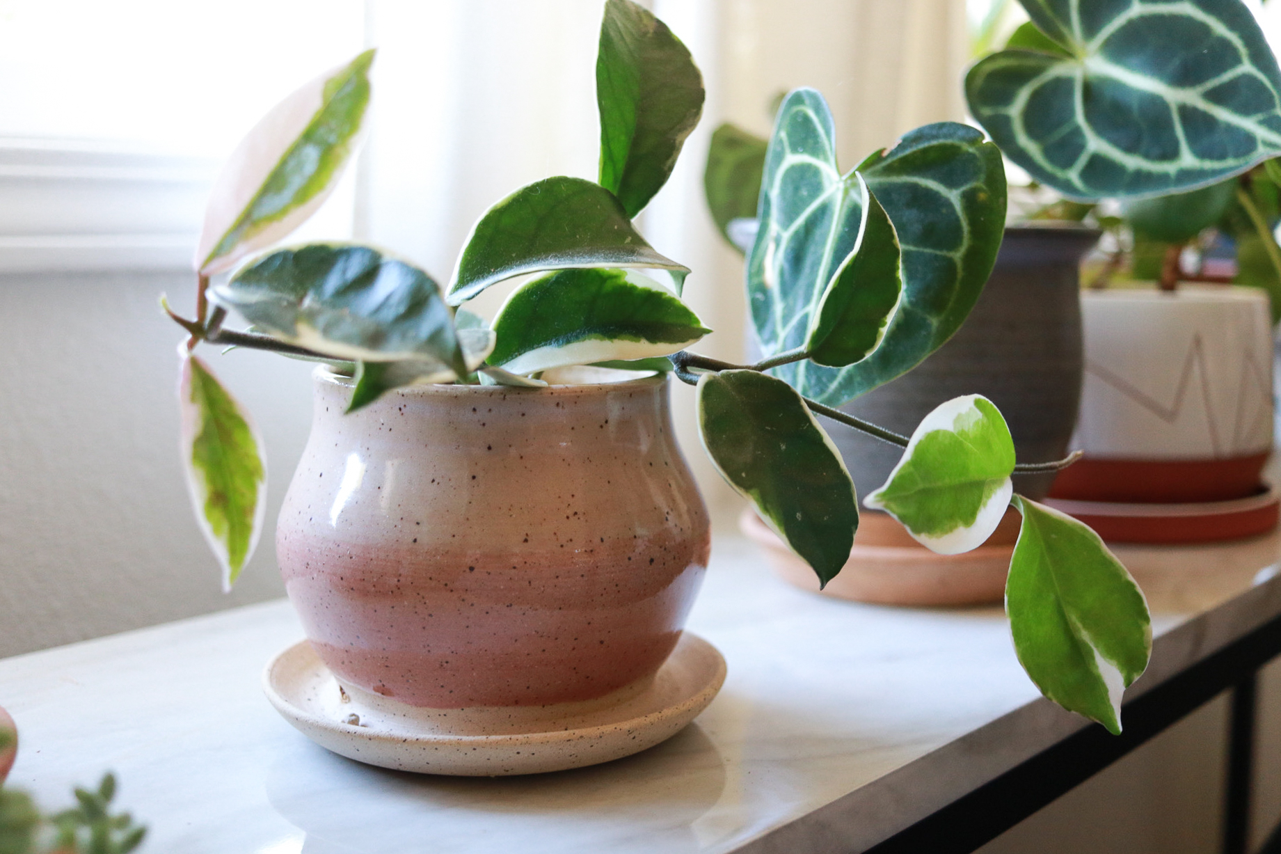 Learn how to care for your Hoya plant. Everything you'll need to know from light, to soil, and how to water. Clever Bloom #hoya #houseplants