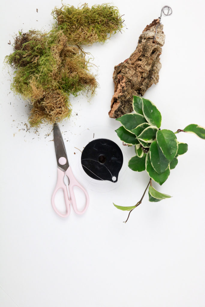 Moss, Bark. Hoya plant, scissors, and fishing line. All of the supplies you need to mount a plant.
