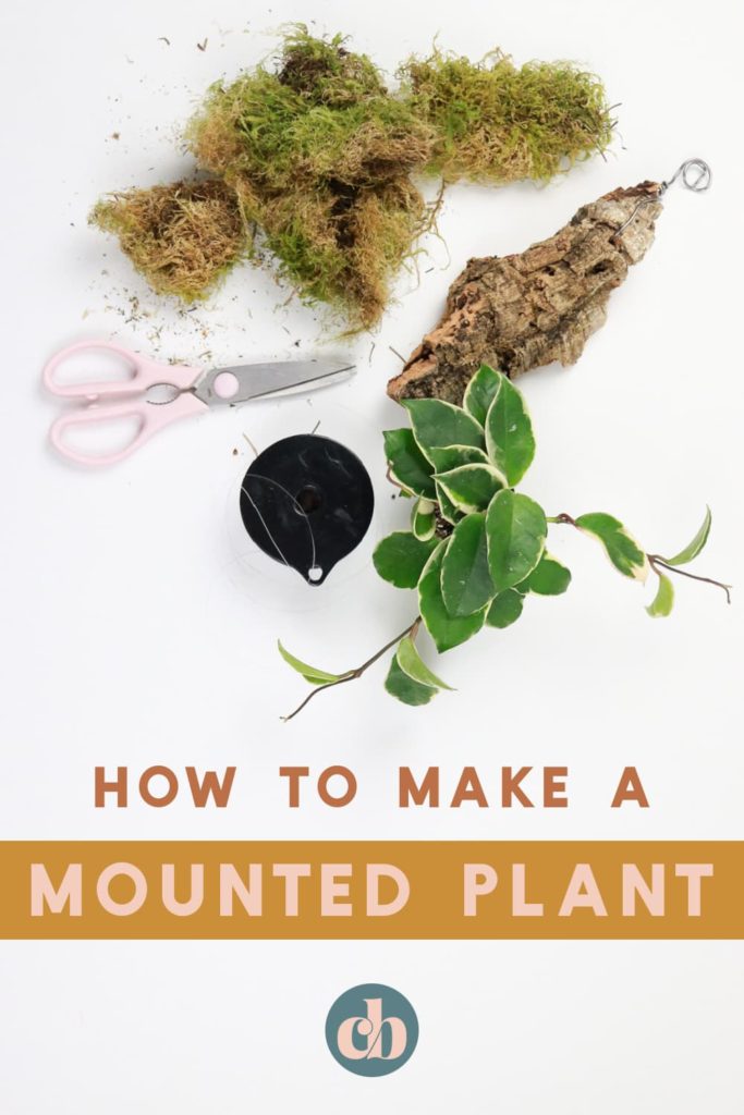 A plant, moss, bark, scissors, and fishing line. Everything you need to make a mounted plant. How to make a mounted plant.