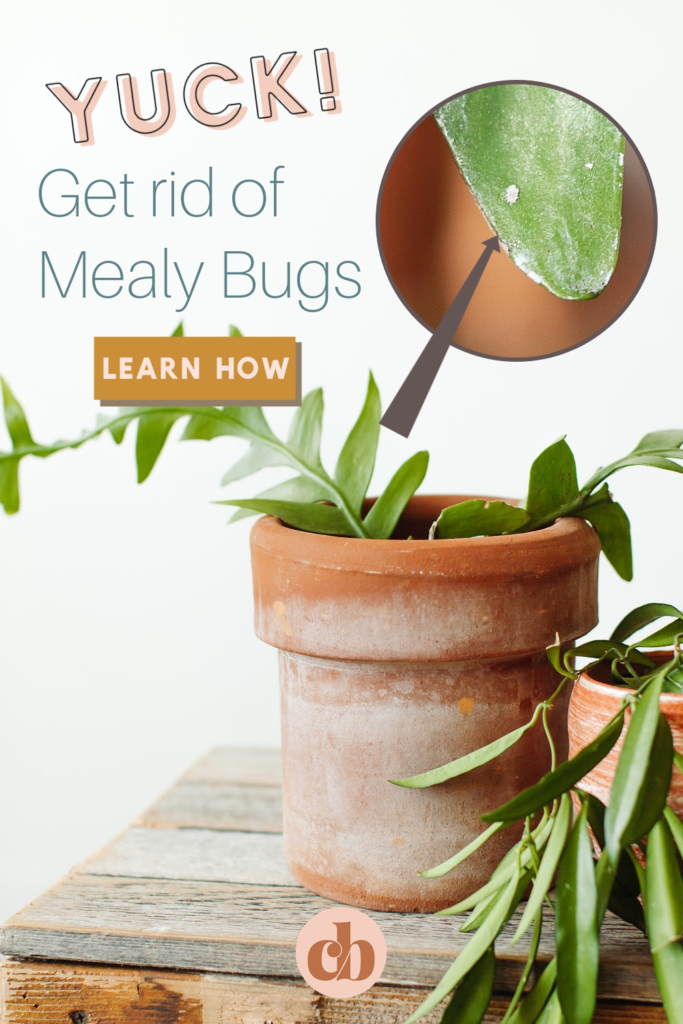 A houseplant with a mealy bug infestation. Learn how to get rid of mealy bugs. Clever Bloom
