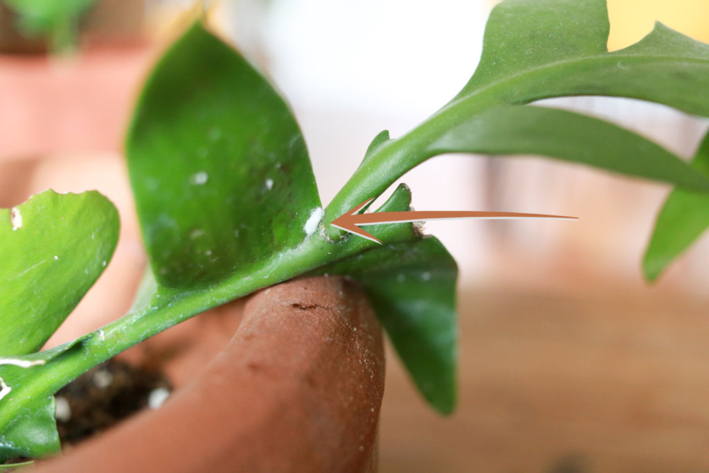 An arrow pointing at a mealy bug infestation on a house plant.