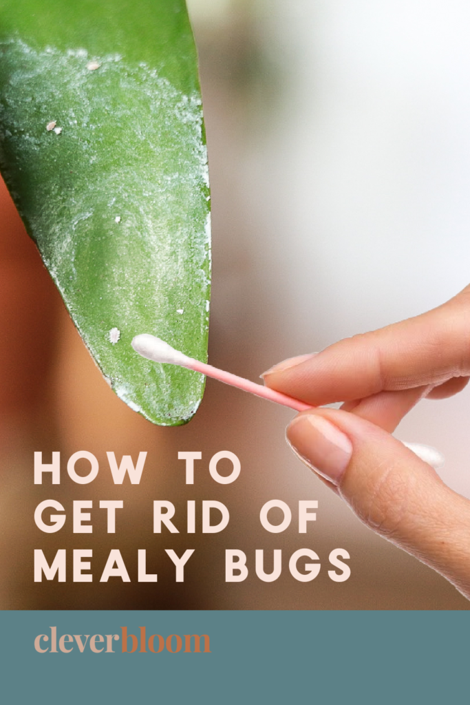 A hand holding a q-tip wiping off mealy bugs from a house plant.