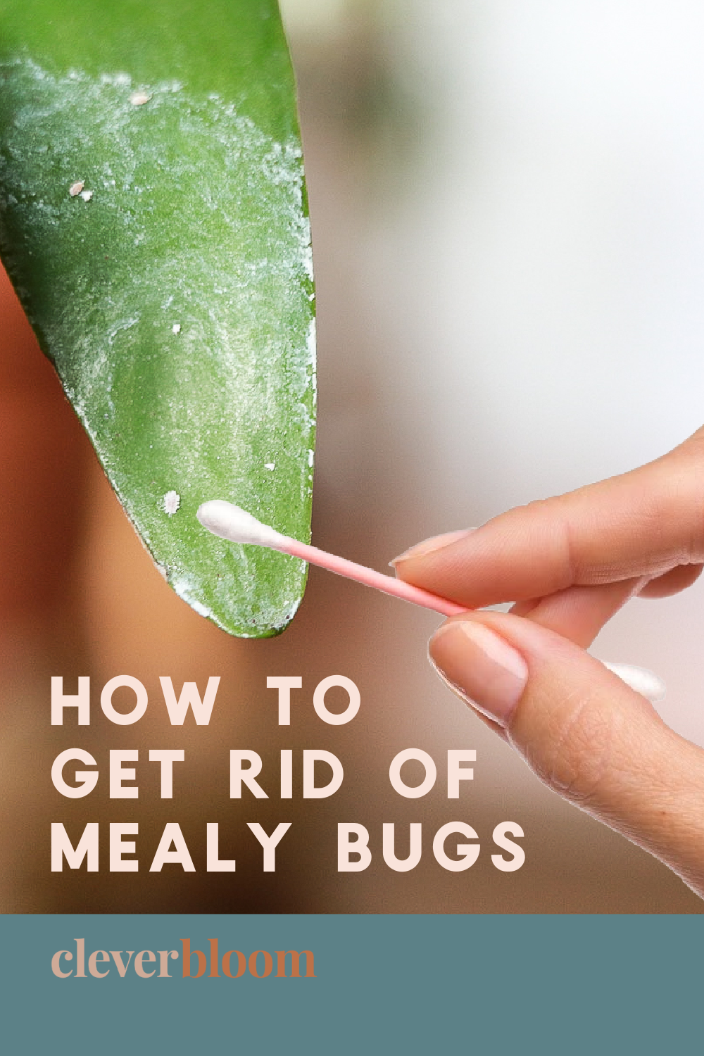 How To Get Rid Of Mealy Bugs On House Plants Clever Bloom