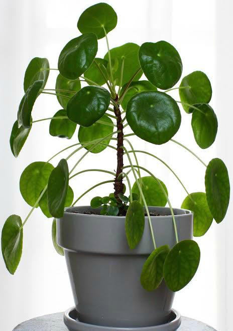 How To Care For Pilea Peperomioides Clever Bloom - 