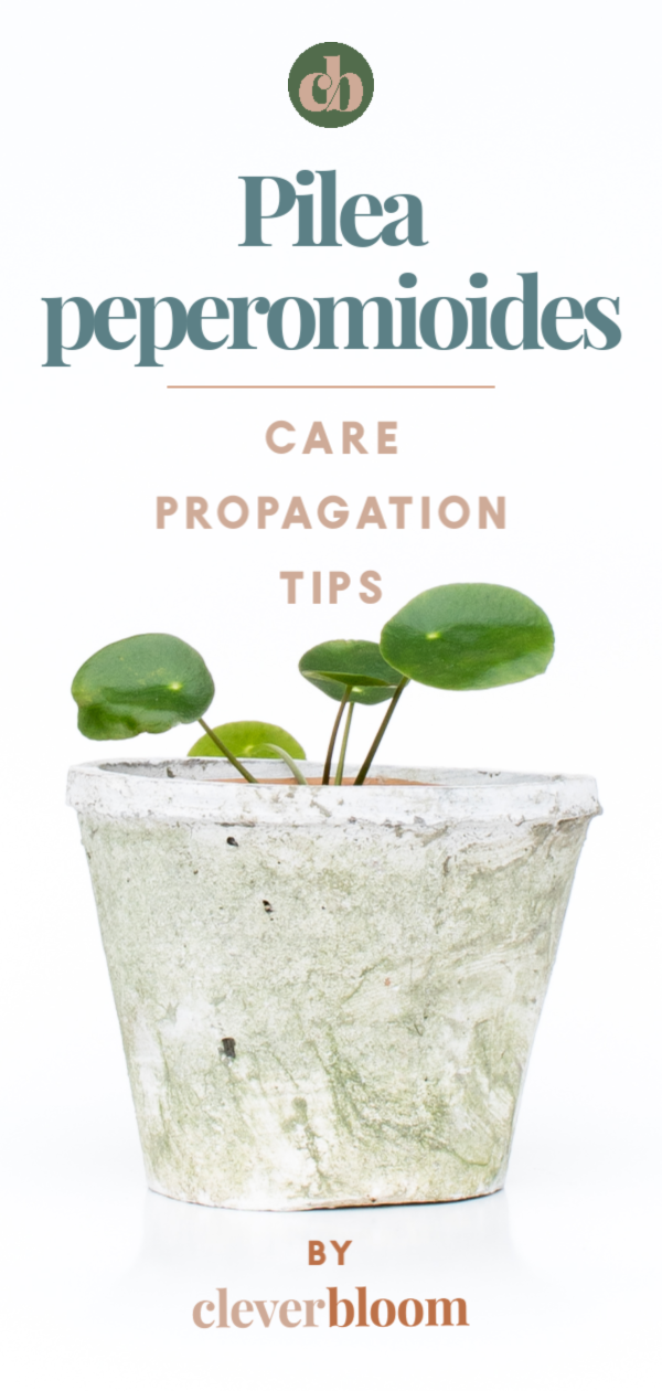 How To Care For Pilea Peperomioides Clever Bloom