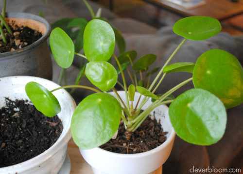 Pilea Peperomioides Troubleshooting Q A Clever Bloom