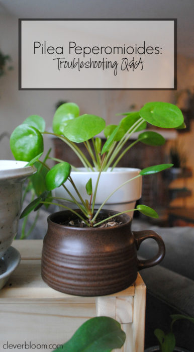 Pilea Peperomioides Troubleshooting Q A Clever Bloom - 