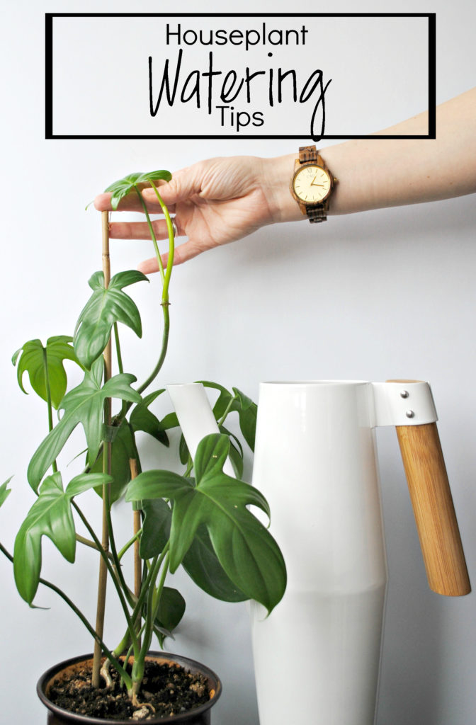 Houseplant Watering Tips - Clever Bloom