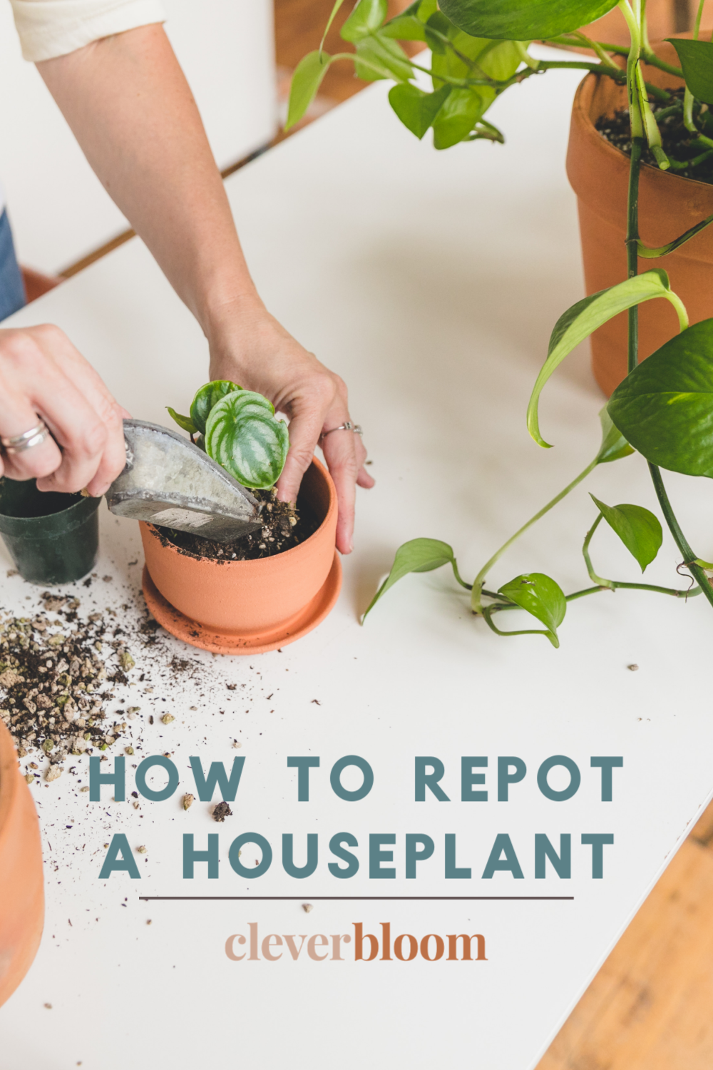 How To Repot A Houseplant The Right Way