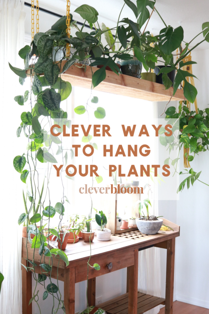 Clever Ways To Hang Your Plants Clever Bloom - Indoor Plant Hanging Ideas