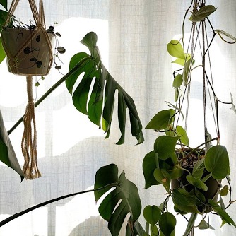 Using a coat hanger as an indoor plant support