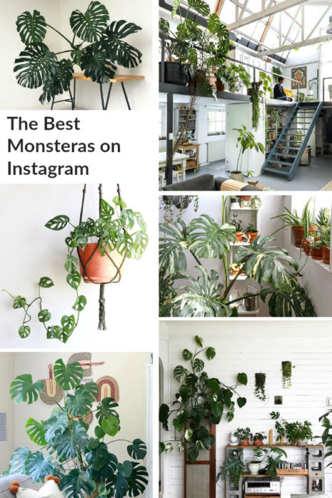 The Best Monsteras on Instagram  Clever Bloom