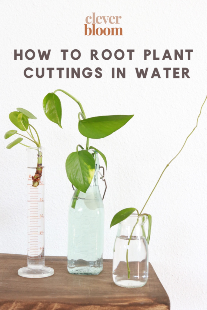 how to root plant cuttings in water for propagation