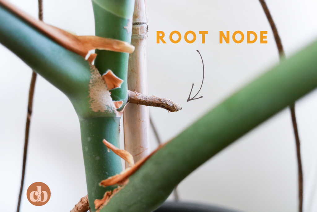 root-node