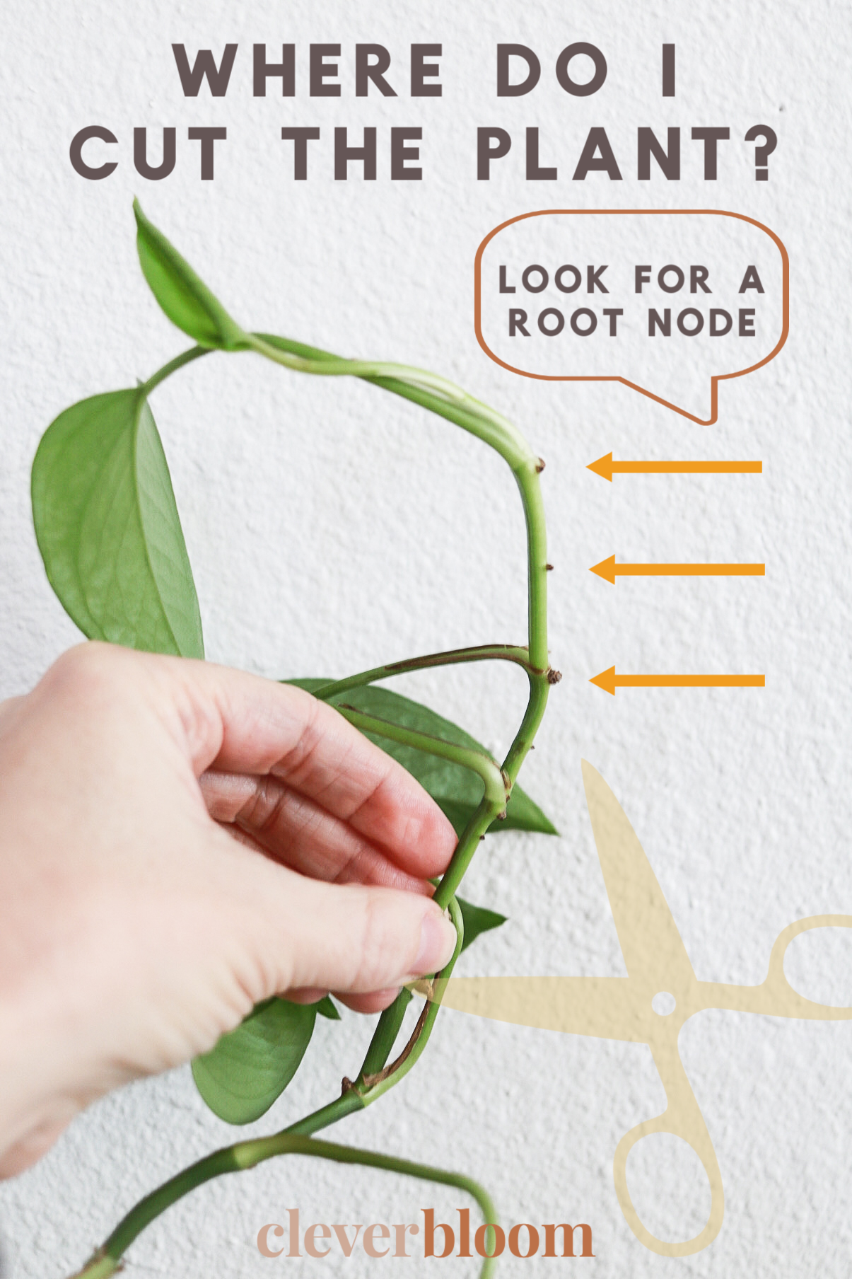 How do you identify nodes for propagating cuttings? proplifting