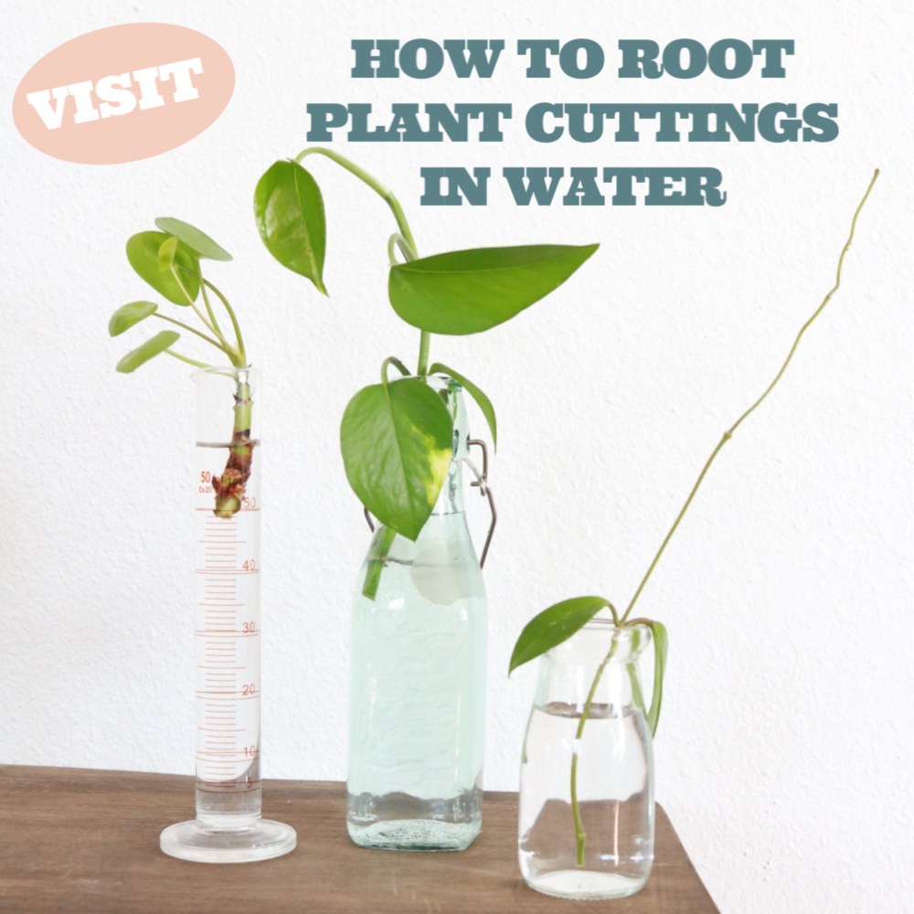 plant clippings in water