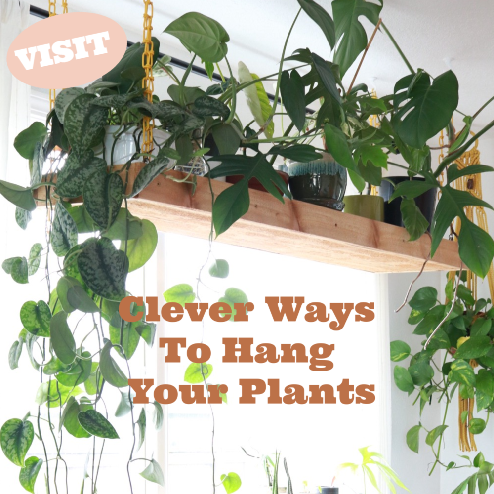 Clever Ways To Hang Your Plants Clever Bloom