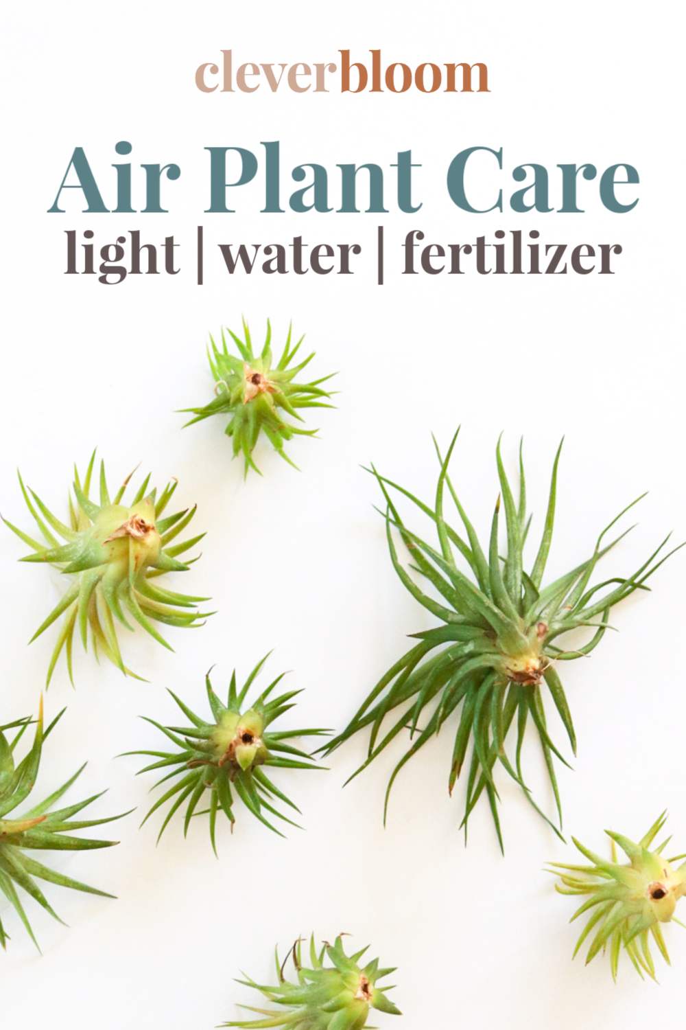 How to care for air plants (Tillandsia)