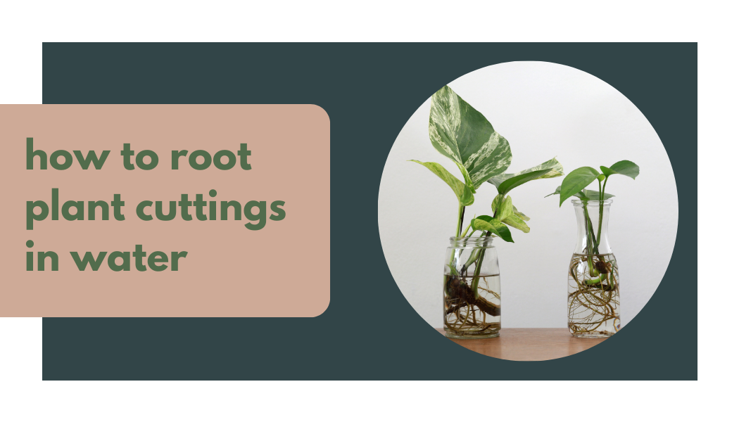 how to root plant cuttings in water for propagation