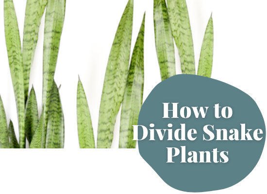 how to divide sansevieria for beginers